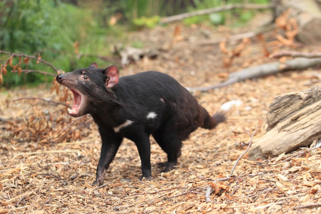 Carnivorous Mammals | Australian Wildlife Journeys