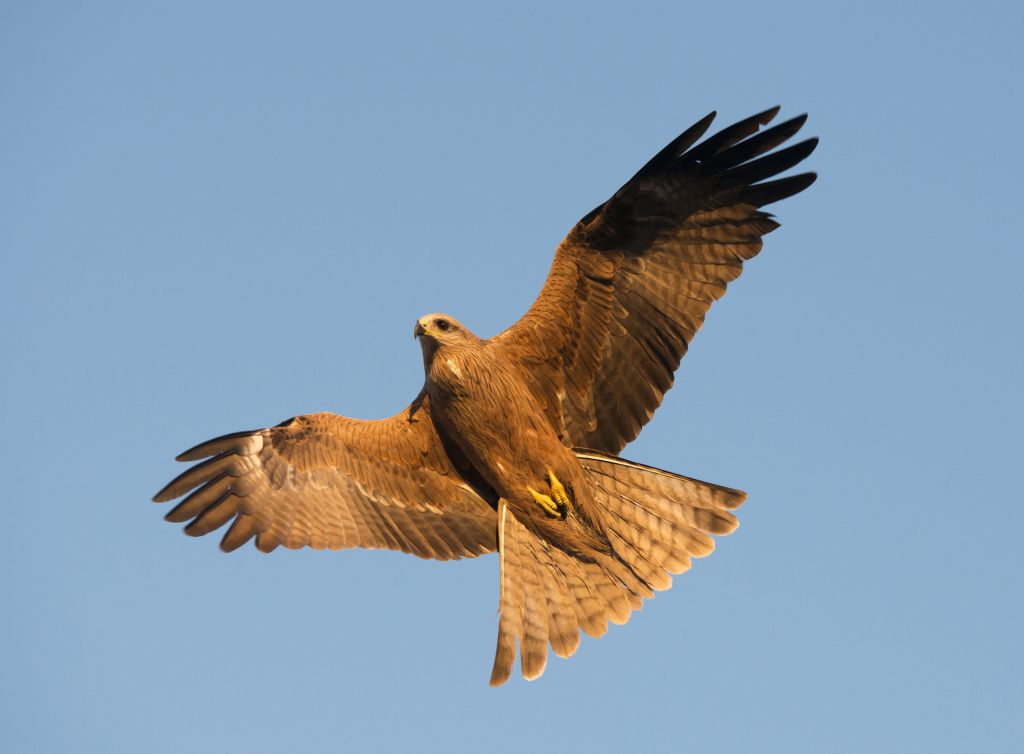 Raptors | Australian Wildlife Journeys