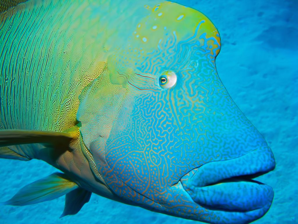 Fish | Australian Wildlife Journeys