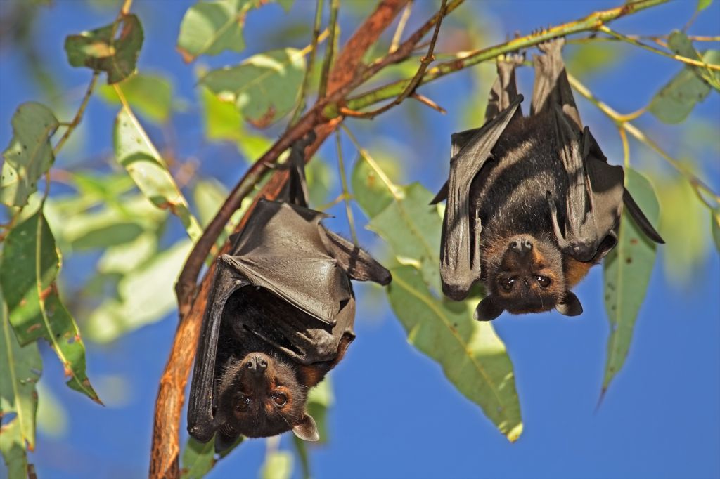 Placental Mammals | Australian Wildlife Journeys