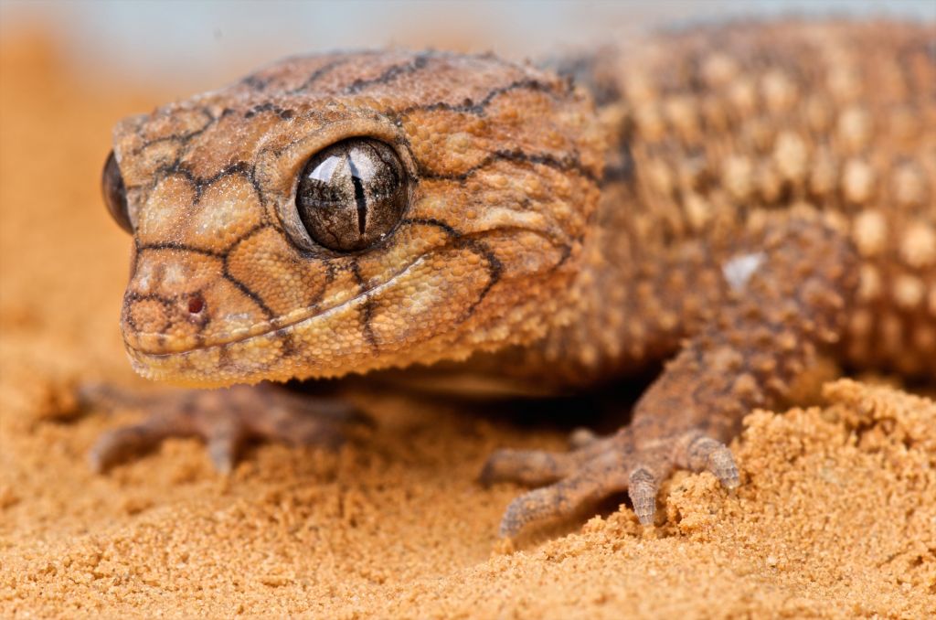 Reptiles & Amphibians | Australian Wildlife Journeys