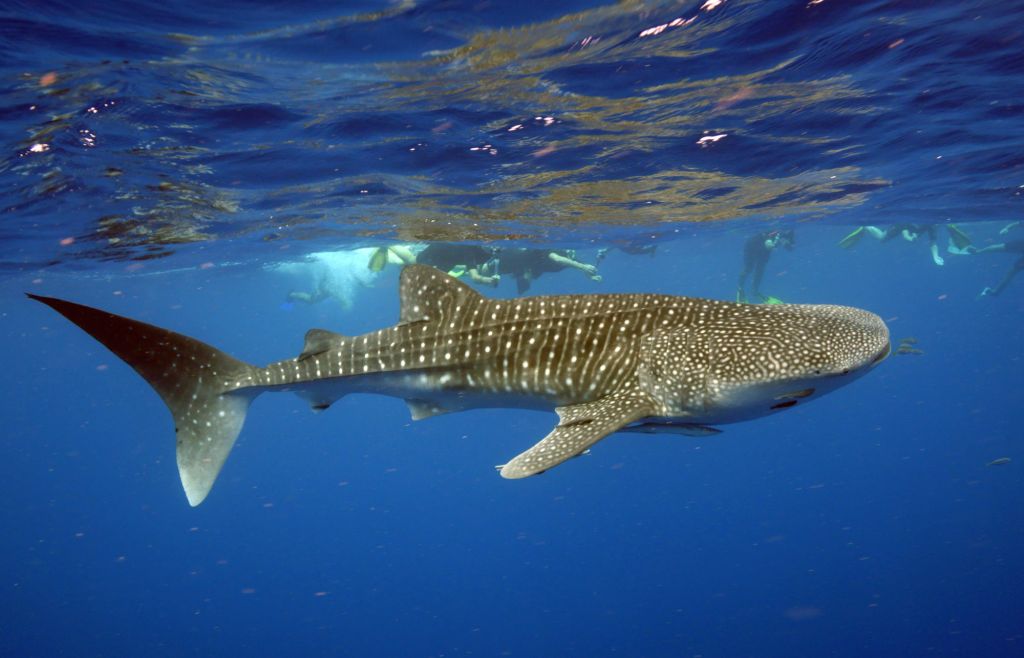 Sharks and Rays | Australian Wildlife Journeys