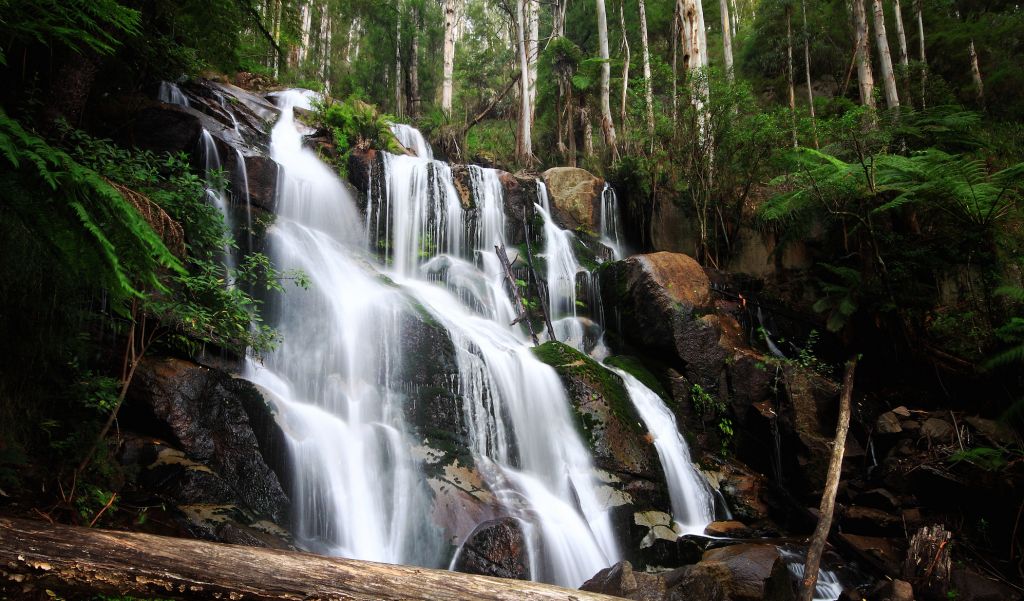East Gippsland Tours Australian Wildlife Journeys