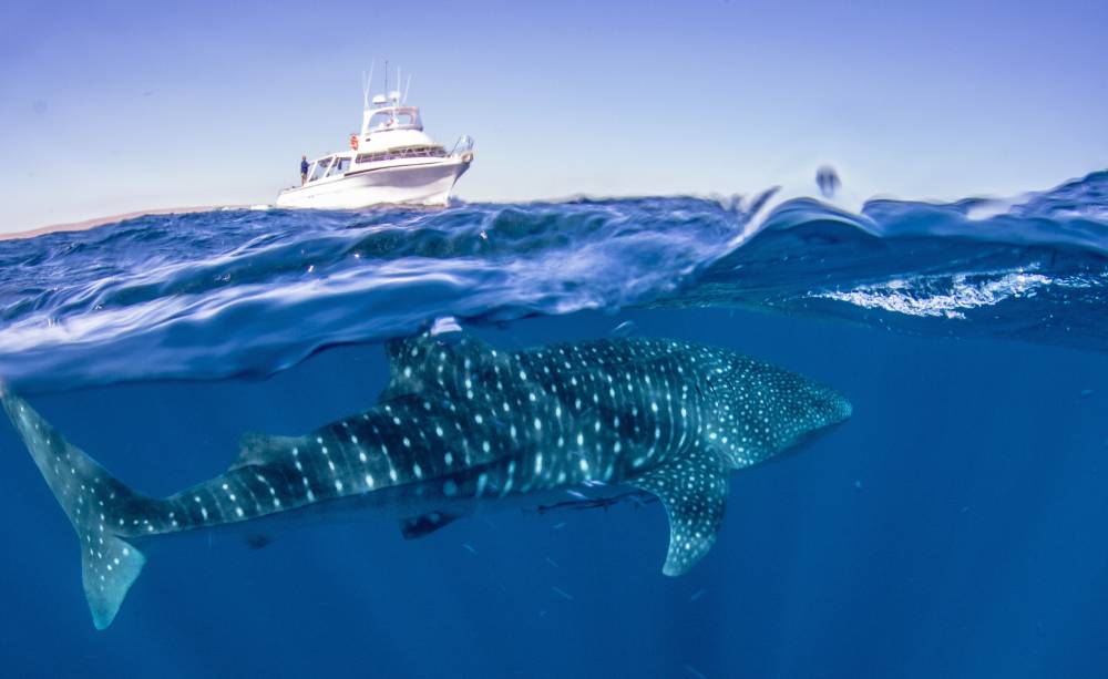 Species Feature: Whale Shark | Australian