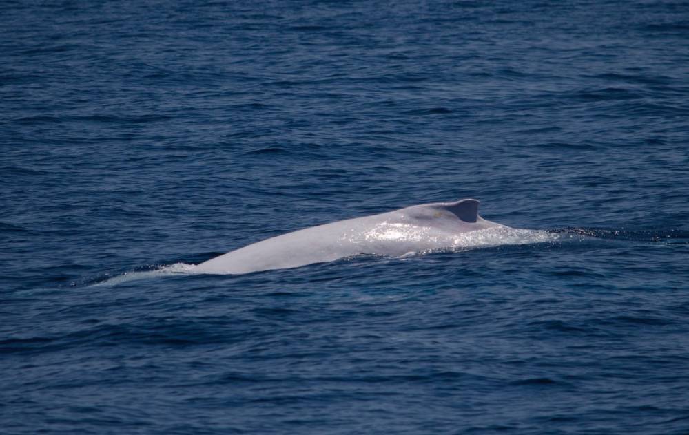 Incredible White Whale Humpback Swim At Ningaloo Australian