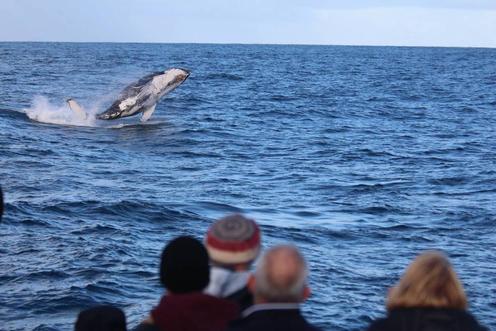 Phillip Island's Whale Season About To Commence | Australian Wildlife ...