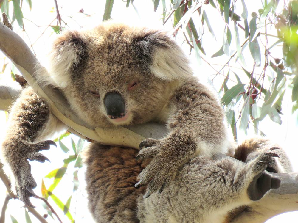 Koalas In Funny Positions | Australian Wildlife Journeys