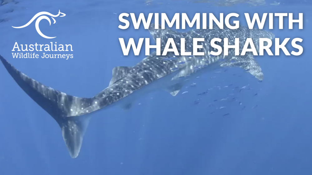 Video: Welcome Back, Whale Sharks! | Australian Wildlife Journeys