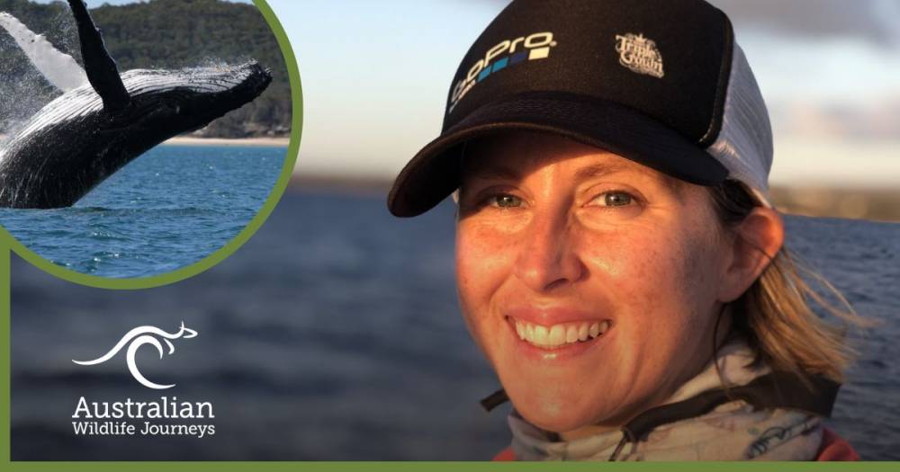 Stephanie Stack Managing the Largest Humpback Whale Photo Database in Australia with ...