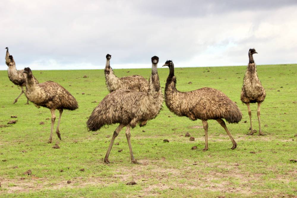 Species Feature: Emu | Australian Wildlife Journeys