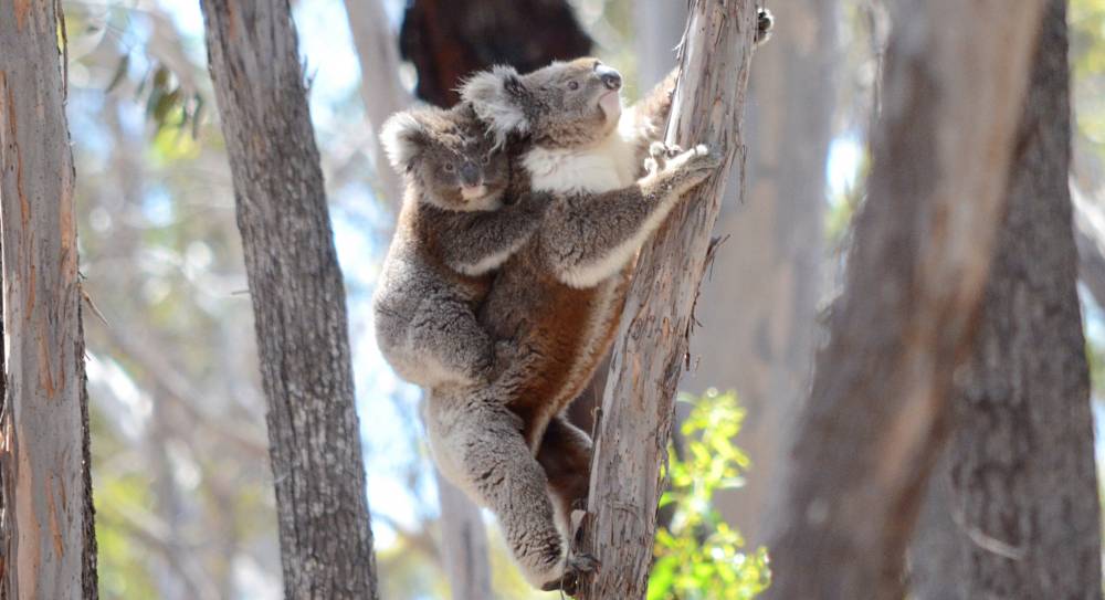 Koala Fact Sheet, Blog, Nature