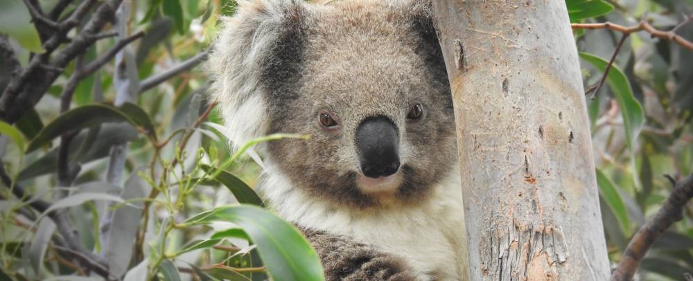 Koala Penis