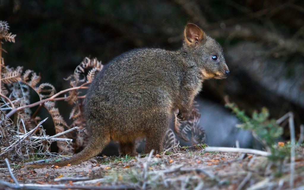 Australian Mammals | Australian Marsupials | Australian Wildlife Journeys