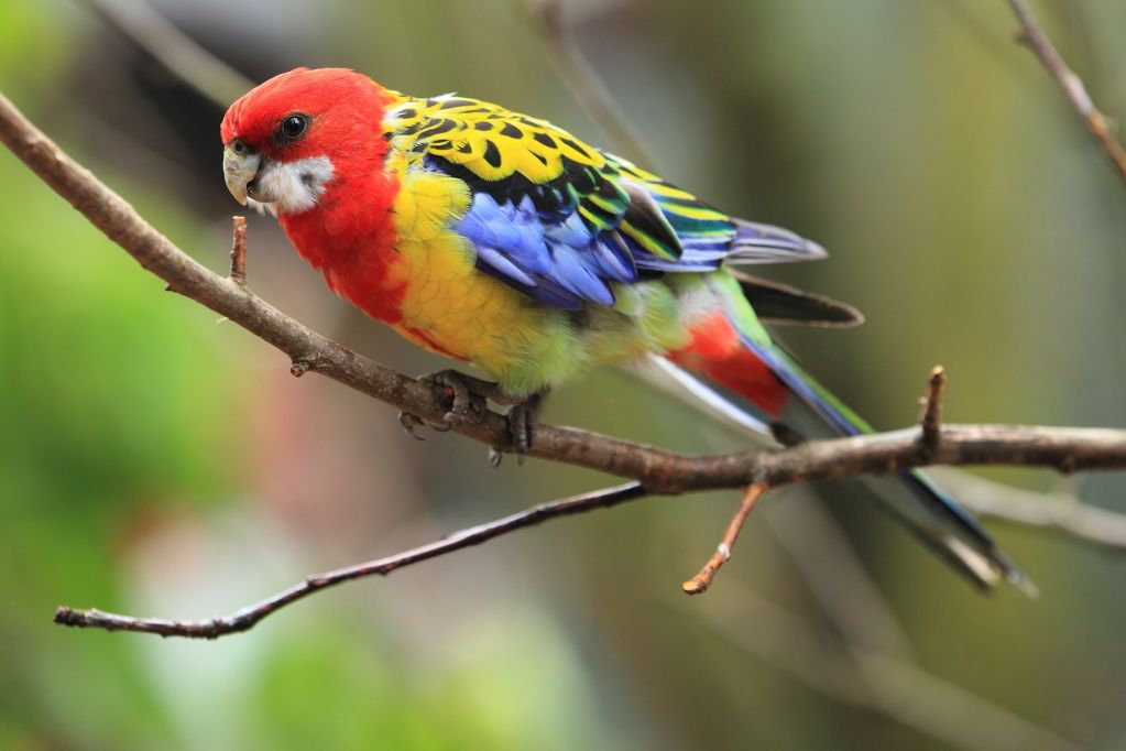 reform ansøge Kælder Australian Parrots | Australian Wildlife Journeys