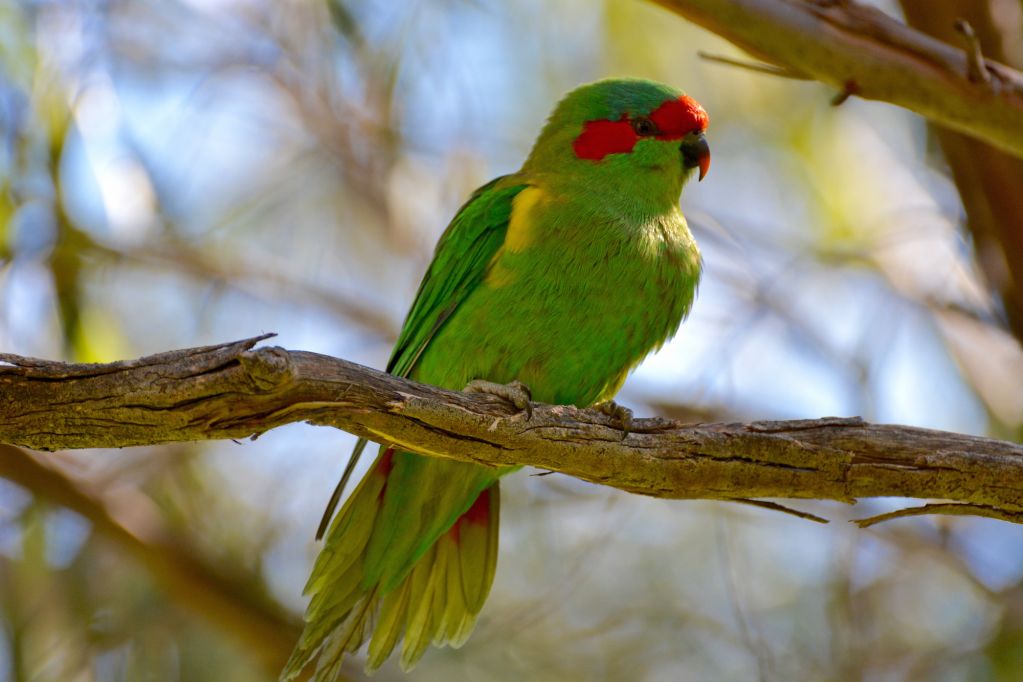 Australian Parrots | Australian Wildlife Journeys