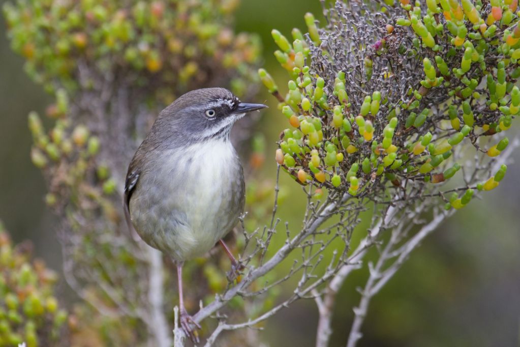 Songbirds | Australian Wildlife Journeys