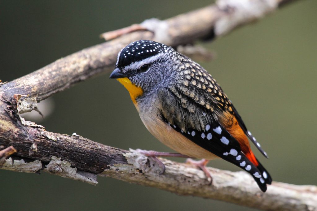 Raptors | Australian Wildlife Journeys