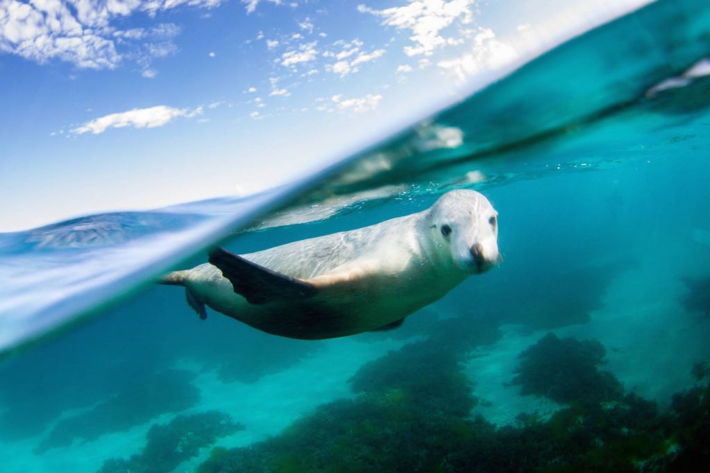 Marine Mammals | Australian Wildlife Journeys