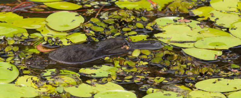 Tablelands & Crater Lakes 02