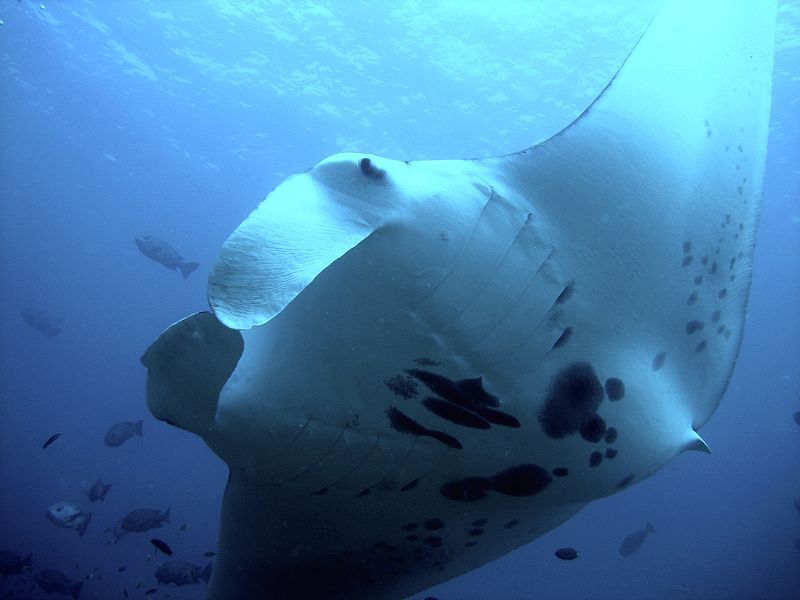 Ningaloo or Muiron Islands Snorkel 02