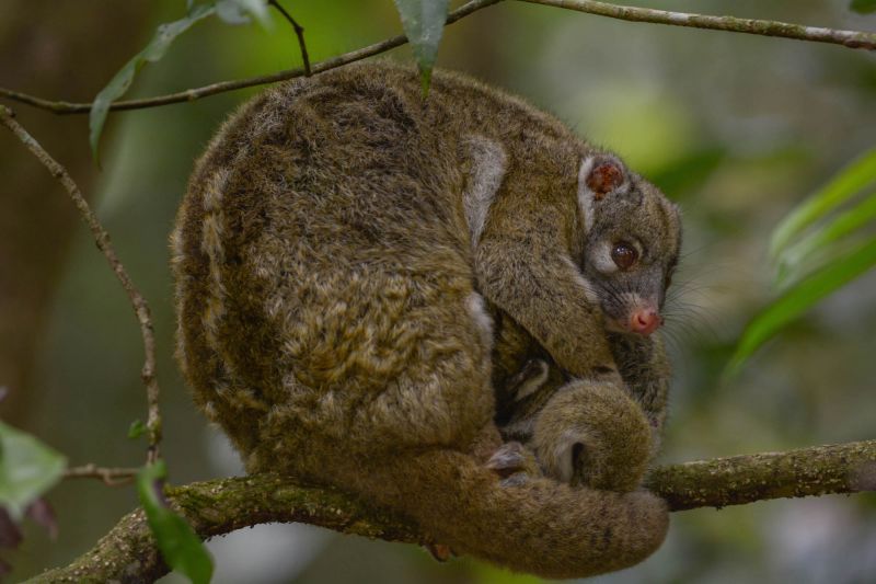 Daintree & Cape Tribulation 02