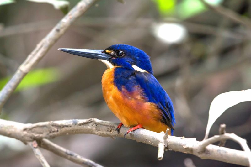 Australia's Top Most Coloured | Australian Wildlife Journeys