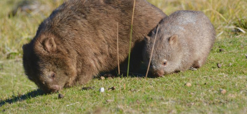 Premier Travel Tasmania - Conservation 02