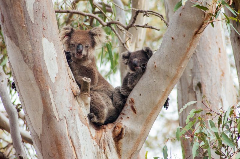 Two Koalas in tree