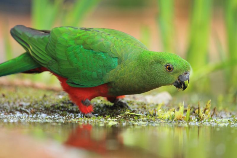 king parrot green