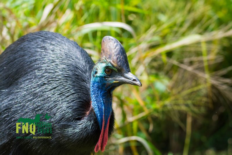 Southern Cassowary Blog 01