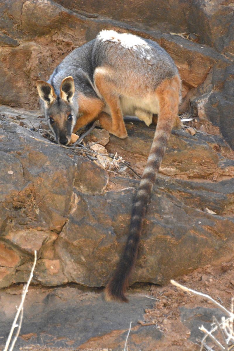 Brush-tailed Rock Wallaby. [SEQ] : r/australianwildlife