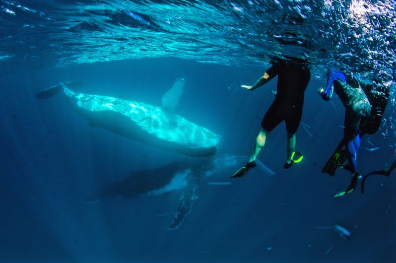 Humpback Whale Swim and Watching 02