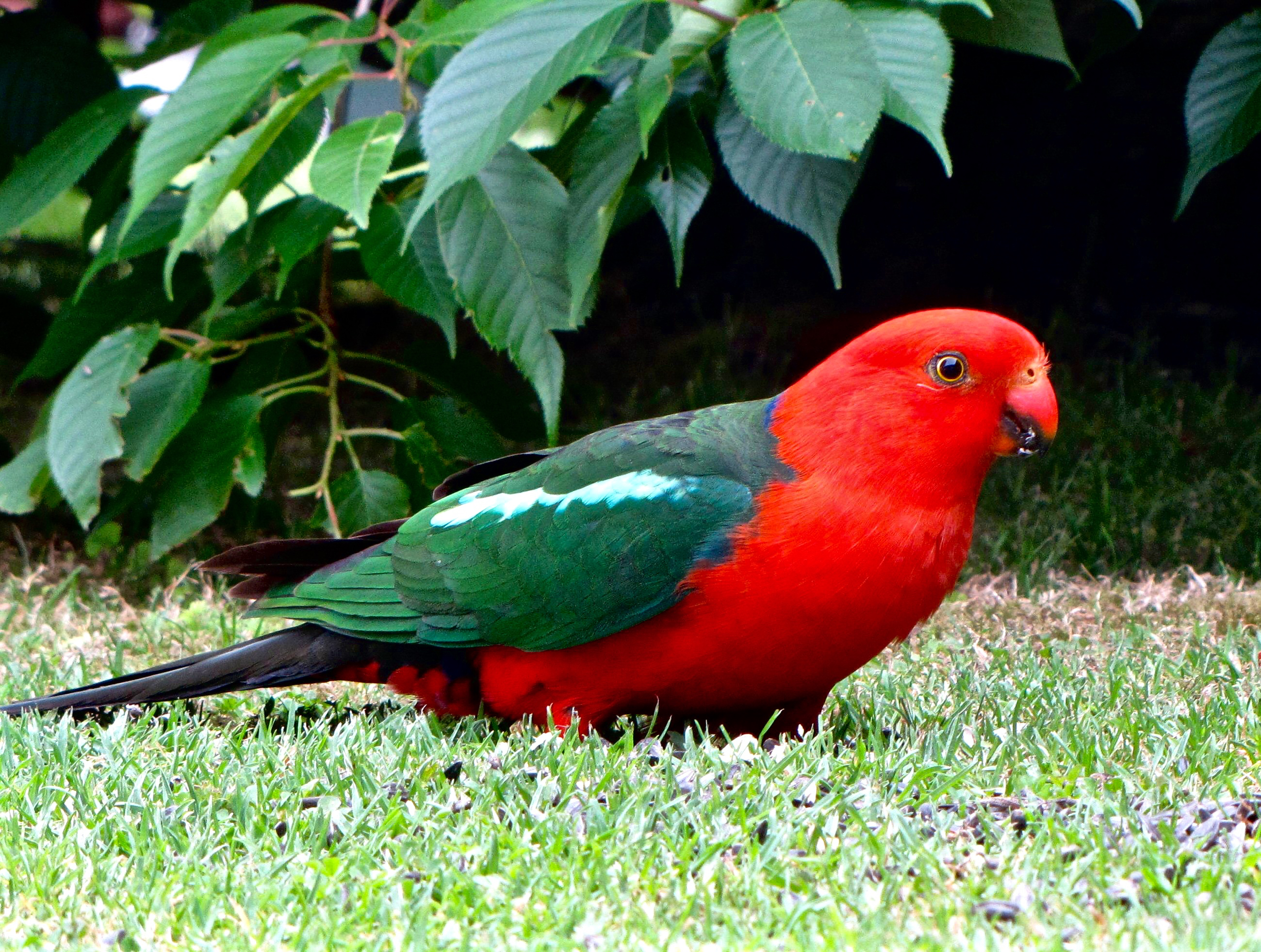 Tænke rim overvældende Species Feature: King Parrot | Australian Wildlife Journeys