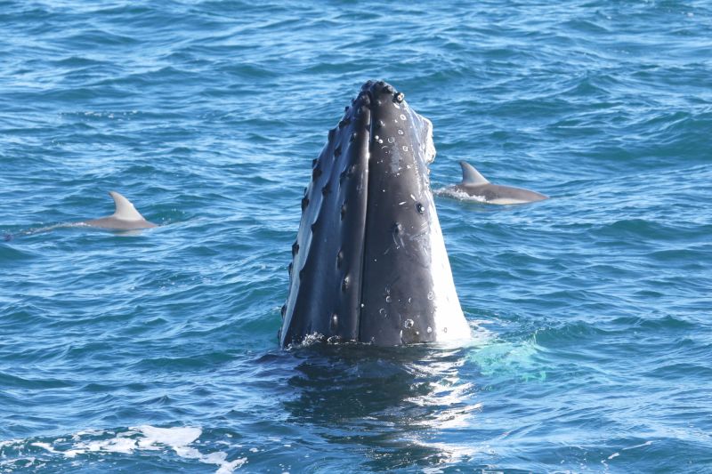 Australia's Great Humpback Whale Migration | Australian Wildlife Journeys