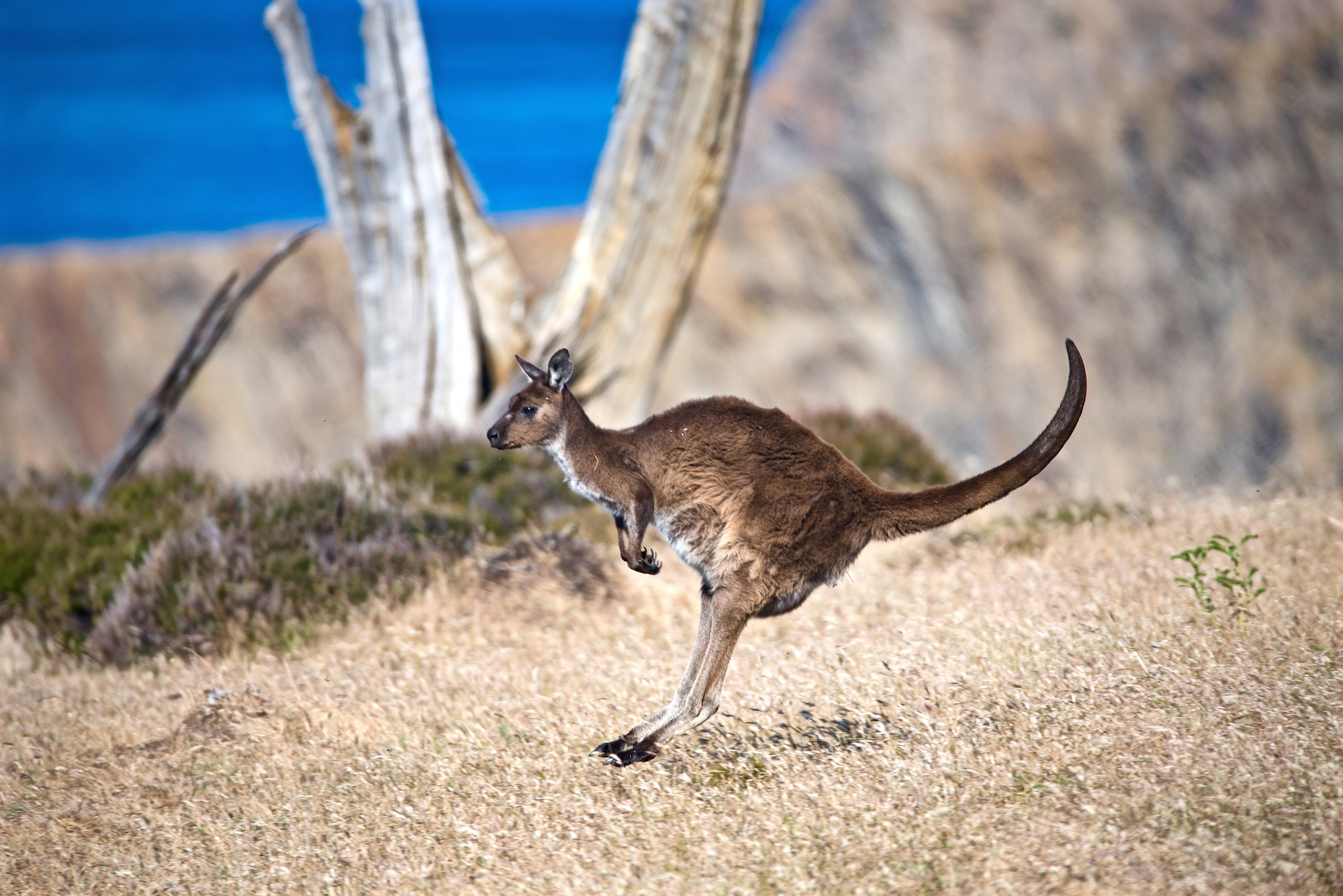 Species Feature: Kangaroo Island Kangaroo | Australian Wildlife Journeys