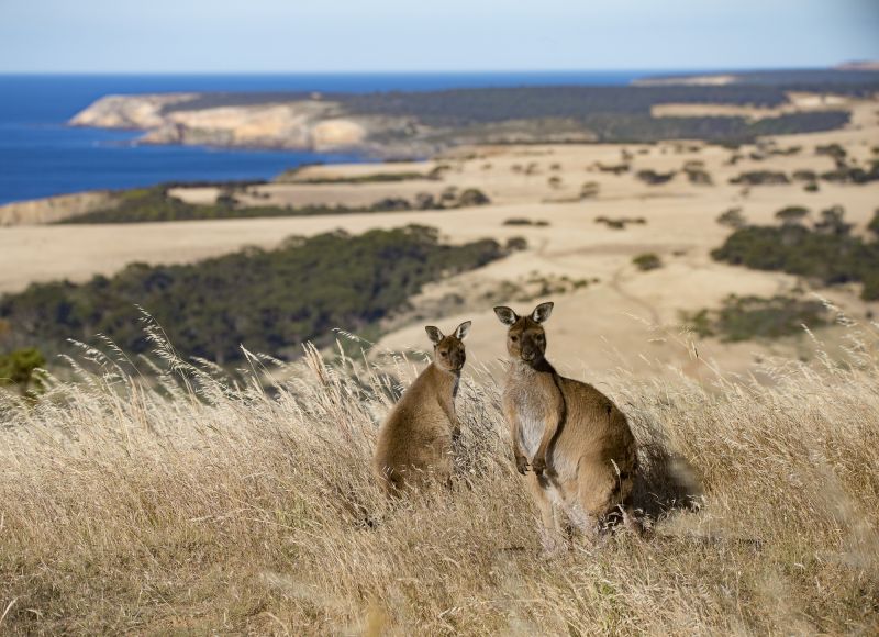 Species Feature: Kangaroo Island Kangaroo 02