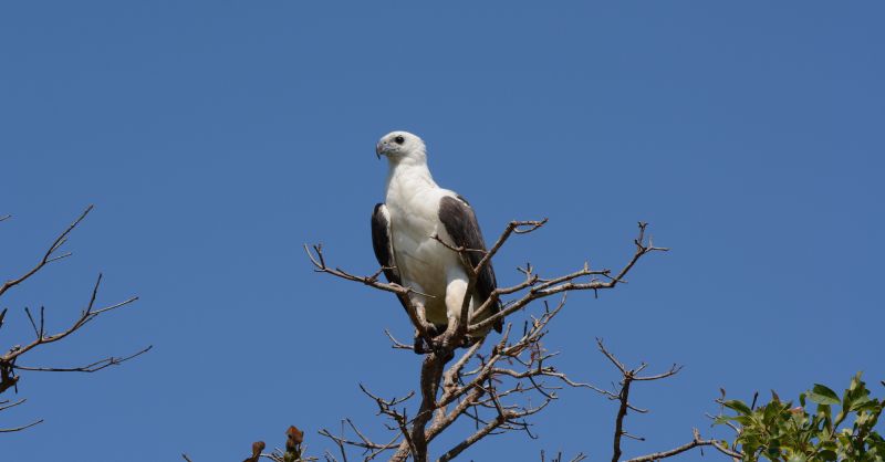 Kakadu Birding Tour 04