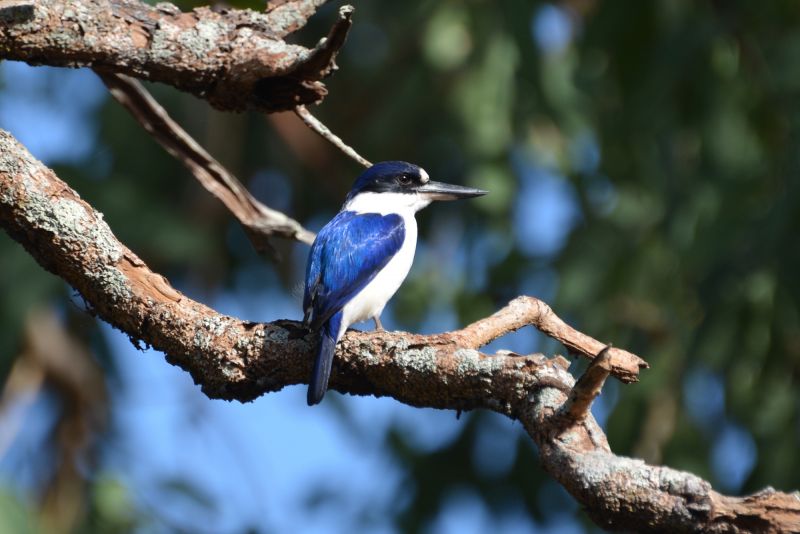 Kakadu Birding Tour 06