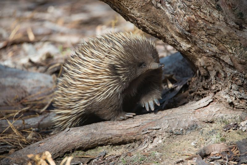 Short-beaked Echidna | Exceptional Kangaroo Island