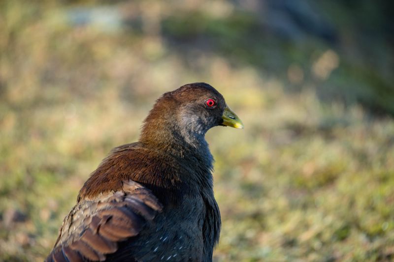 Tasmanian Native Hen Blog 01