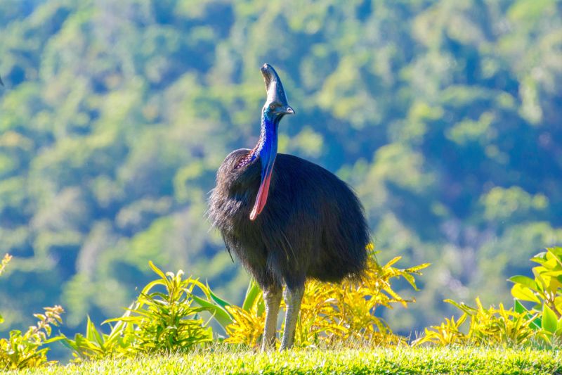 FNQ Birding - 03