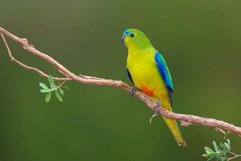 Orange-bellied Parrot