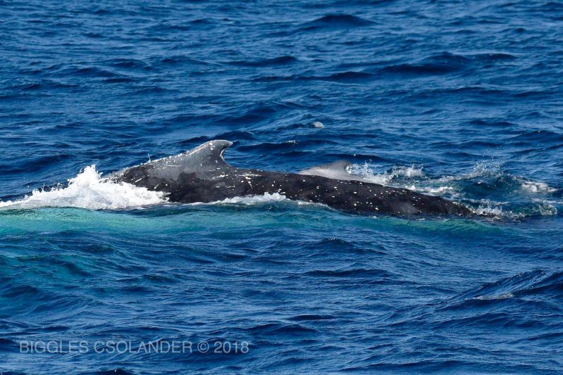 Australia's Great Humpback Whale Migration | Australian Wildlife Journeys