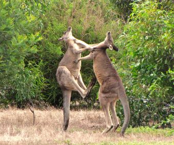 Koalas & Kangaroo In Wild - Day One