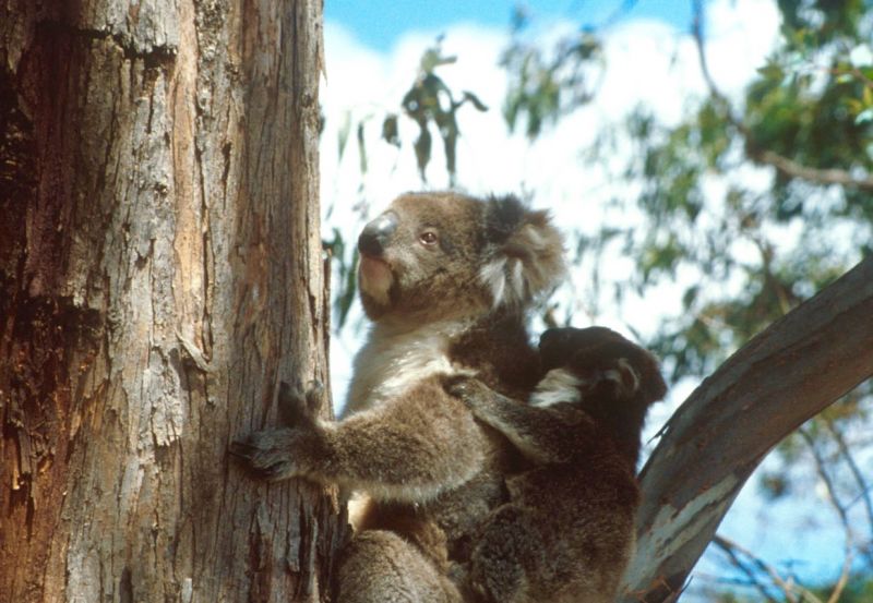 Four tips to spot koalas in the wild