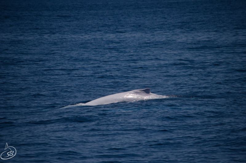 Albino Whale Blog
