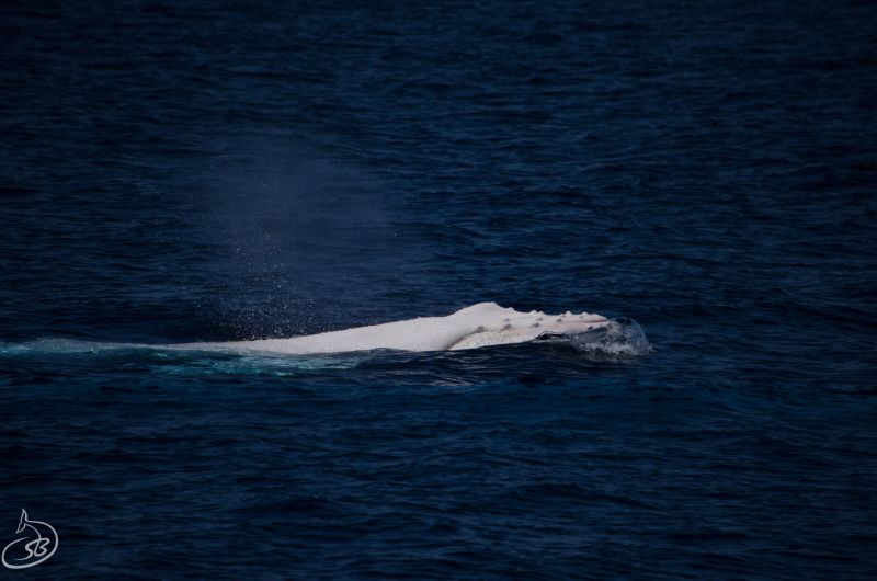 Albino Whale Blog 05