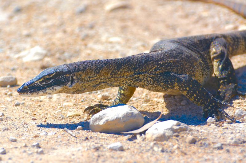 Port Lincoln Wildlife Encounters - Hero 06