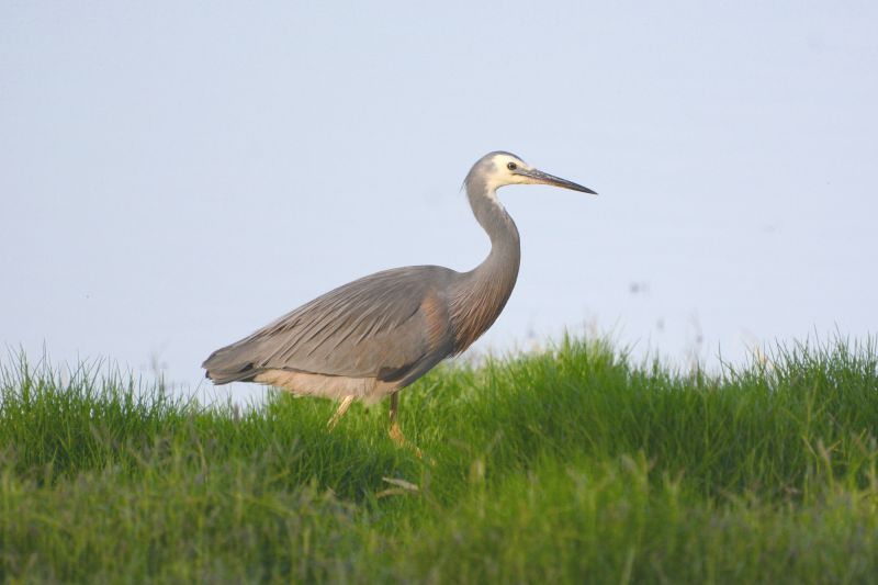 Eyre Peninsula Birding - Hero 05