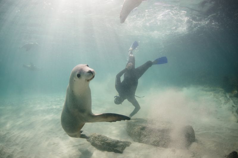 Eyre Peninsula Wildlife & Ocean Encounters Hero 01